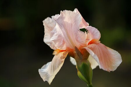 Flower spring growth