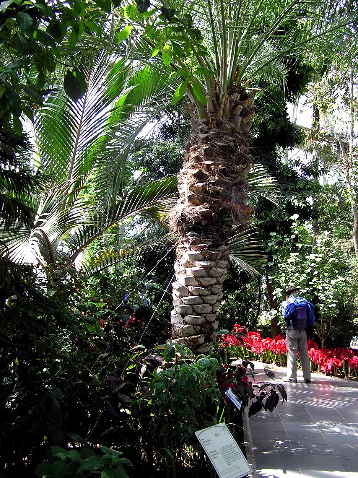 Kew.gardens.date.palm.london.arp