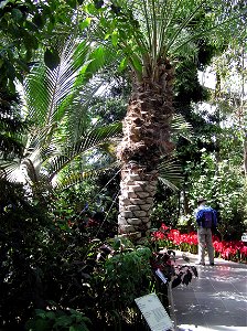 Kew.gardens.date.palm.london.arp photo