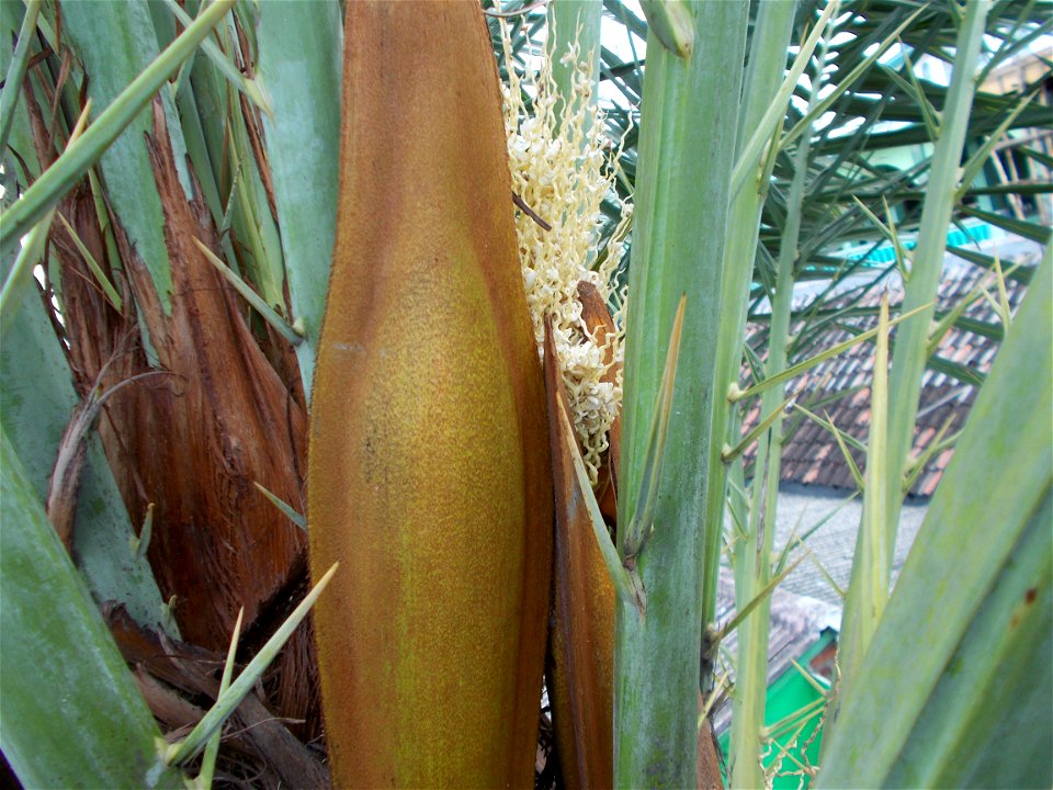 male date palm flower