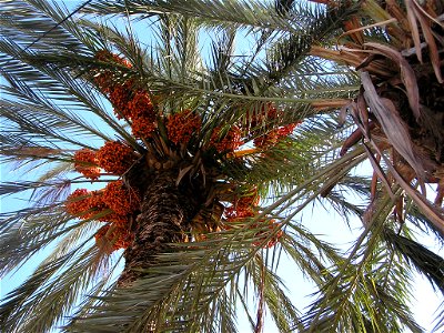 A date palm. Photo taken in Cyprus. photo