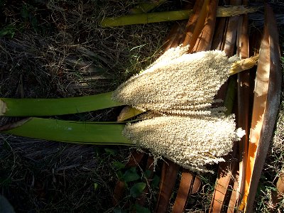 Male date palm's flowers (Phoenix dactylifera), var. Deglet Nour, in Dagash oasis (دقاش - Degache), Tuzar (توزر - Tozeur), Tunisia photo