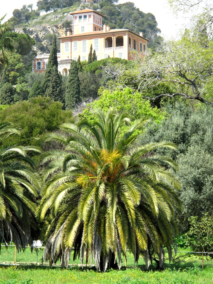 Palm-tree and villa Orengo in the gardens of the villa Hanbury (Ventimiglia, Italy).