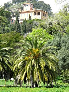 Palm-tree and villa Orengo in the gardens of the villa Hanbury (Ventimiglia, Italy). photo