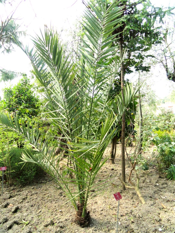 Phoenix dactylifera specimen in the Jardin botanique du Val Rahmeh, Menton, Alpes-Maritimes, France.