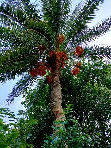 খেজুর গাছ - date palm photo