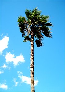 A palm (Washingtonia robusta ?) at Osaka Gakuin University (Osaka, Japan). photo
