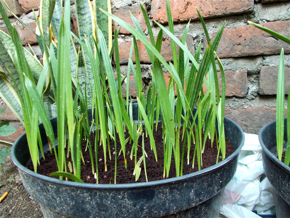 propagation of date palm seedlings