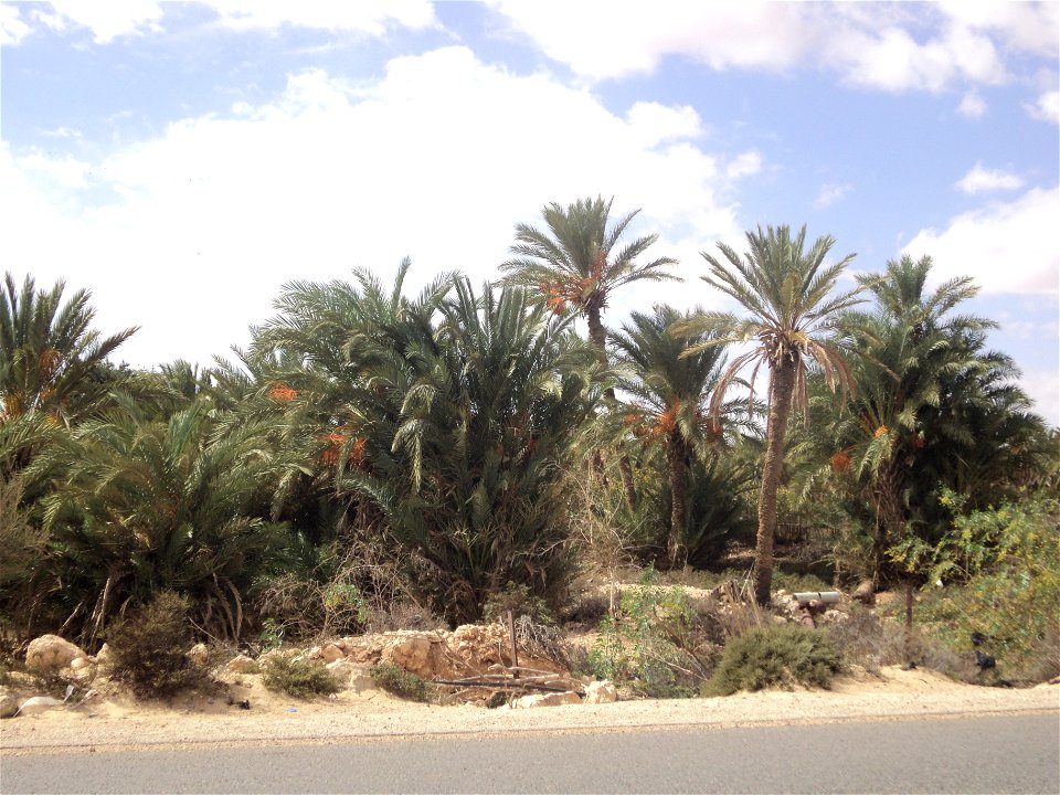 A view of the Libyan village of Umm ar Rizam.