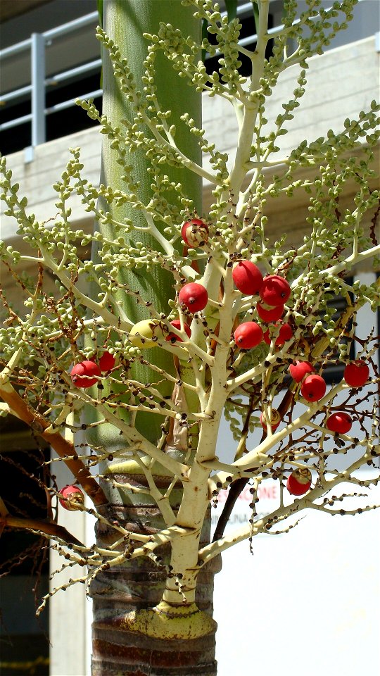 Frutos de una variedad de palmera, probablemente de Dypsis lutescens