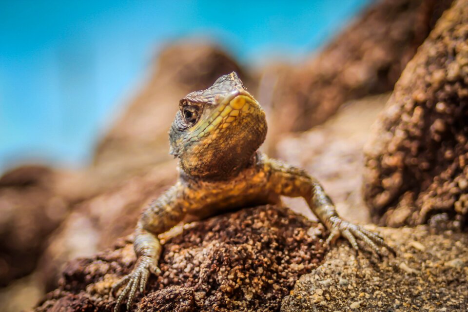 Animal predator reptile