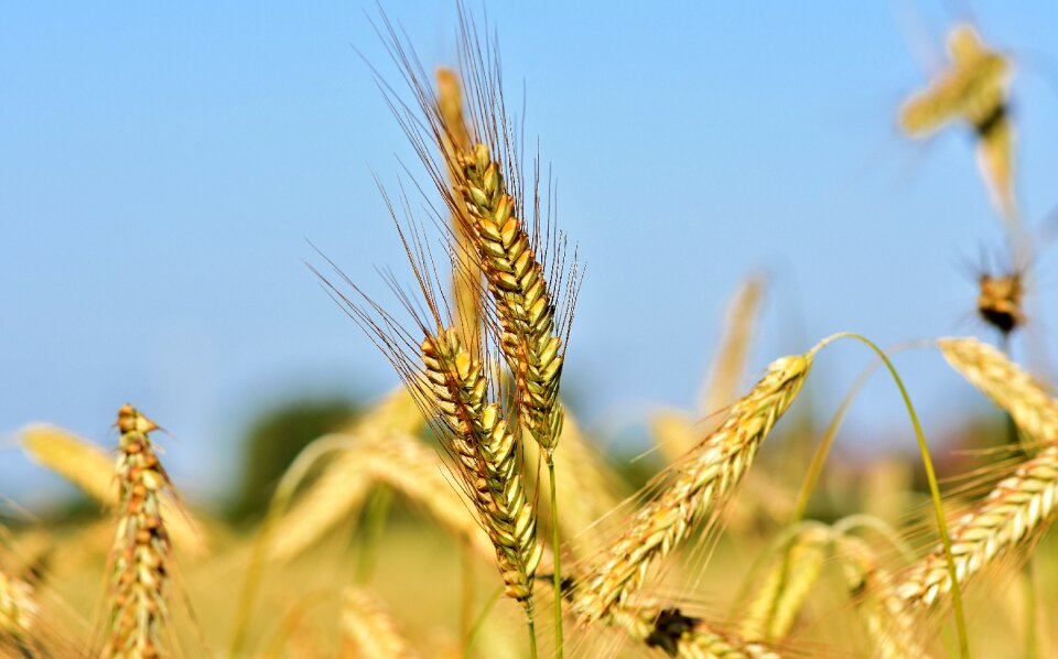 Field grain harvest