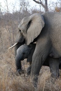 Safari elephants gray elephant