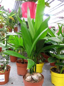 Areca catechu in a garden centre. Identified by its commercial botanic label. photo