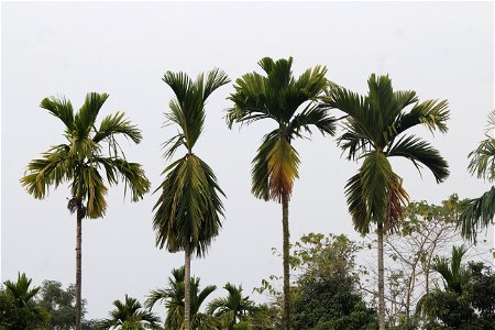 Areca nut trees in Assam photo