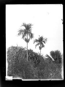 Betel Nut Palms,  Botanic Park, Darwin, Northern Territory