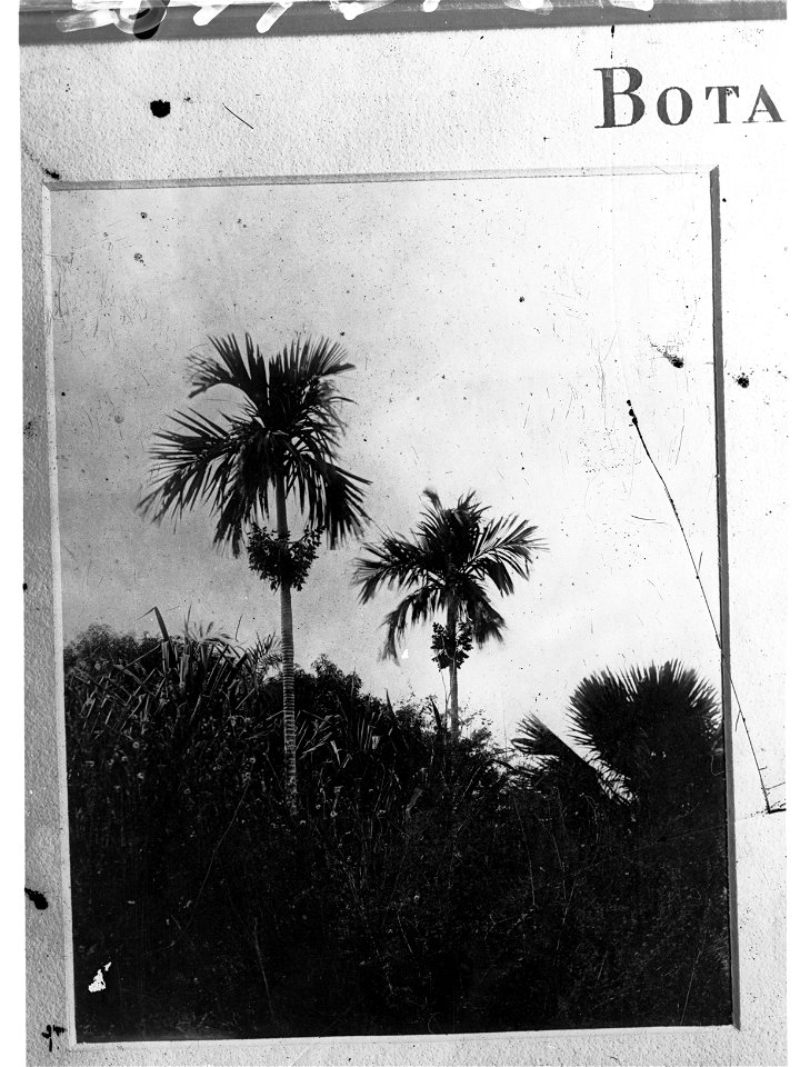 Betel Nut Palms,  Botanic Park, Darwin, Northern Territory