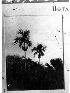 Betel Nut Palms,  Botanic Park, Darwin, Northern Territory
