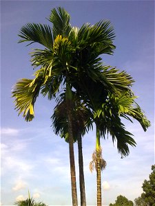 Palm tree in Kuala Lumpur