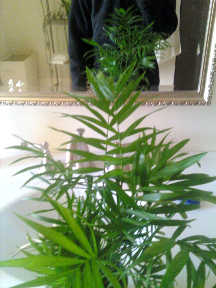 Common Parlor Palm (Chamaedorea elegans). This was bought at a supermarket for a cheap price.