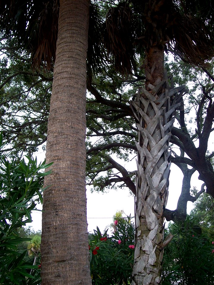 Two Sabal palmettos, one still covered in adherent leaf bases, the other clean in all but its youngest parts