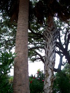 Two Sabal palmettos, one still covered in adherent leaf bases, the other clean in all but its youngest parts