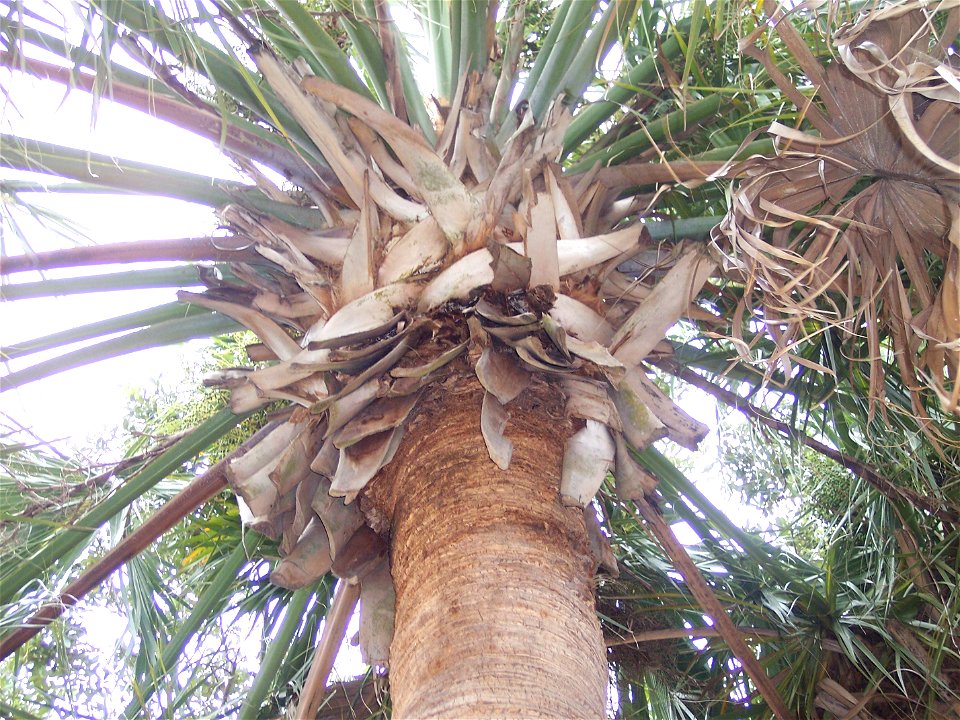 Adherent leaf boots protecting the growing point (apical meristem) of the palm