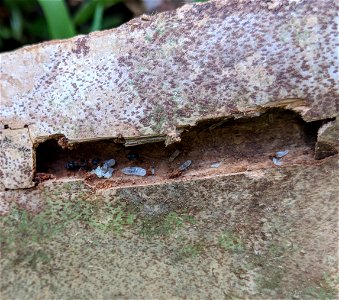 Pseudomyrmex gracilis colony chamber - Mount Dora, Florida, USA - photo by Joseph Stansbury Rosin
This image shows multiple life stages of P. gracilis, the 'elongate twig ant' nesting in a sabal palm 