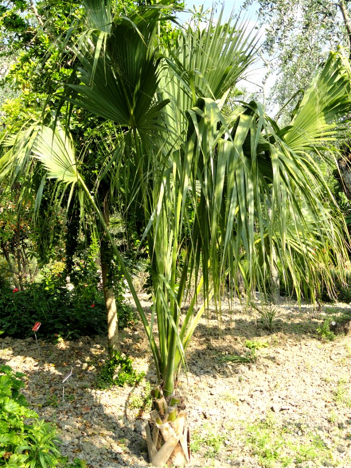 Sabal bahamensis specimen in the Jardin botanique du Val Rahmeh, Menton, Alpes-Maritimes, France.