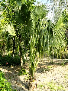 Sabal bahamensis specimen in the Jardin botanique du Val Rahmeh, Menton, Alpes-Maritimes, France.