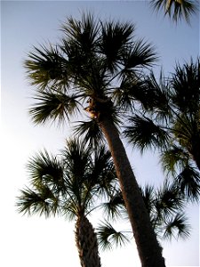 A Sabal Palm Tree. photo