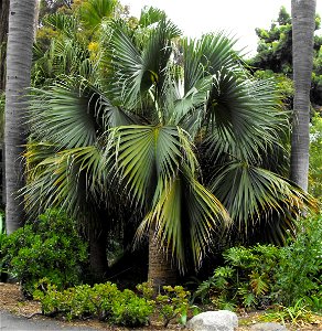 Sabal blackburniana) at Quail Botanical Gardens in Encinitas, California, USA. Identified by sign.