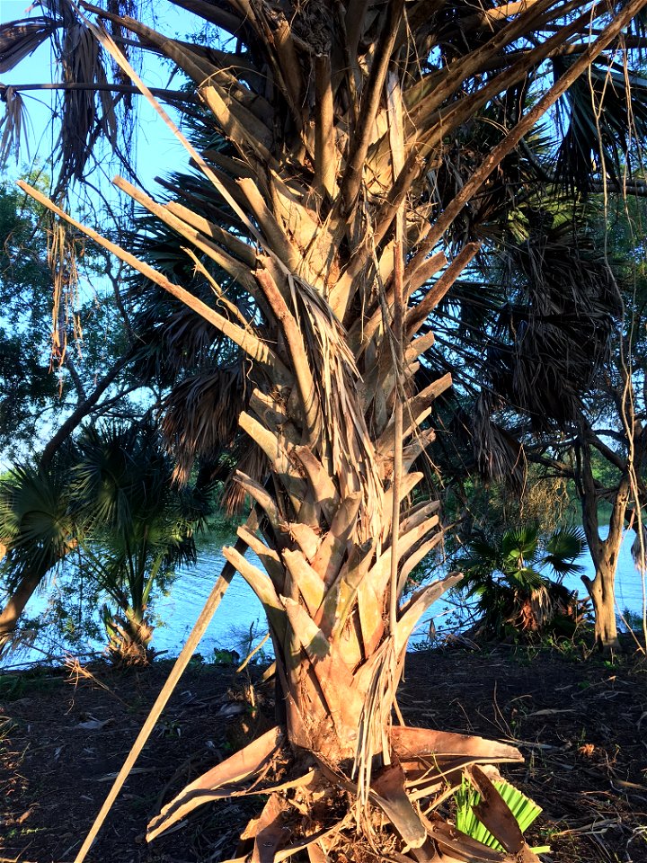 Detail of appearance of unmaintained "boots" of Sabal mexicana