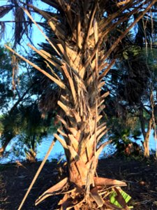 Detail of appearance of unmaintained "boots" of Sabal mexicana