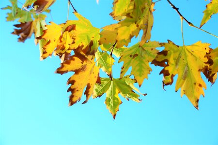 Nature color forest photo