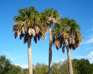 Sabal palmettos in Florida photo