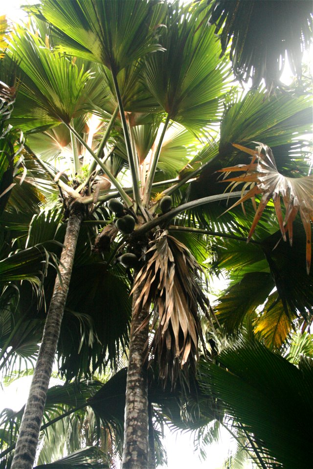 Lodoicea maldivica ("Coco de mer") plant on the Seychelles islands, Mahe, Vallee de Mai