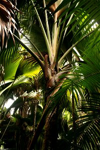 Male flower of a w:Lodoicea maldivica ("Coco de mer") plant on the w:Seychelles Islands, Mahe, Vallee de Mai