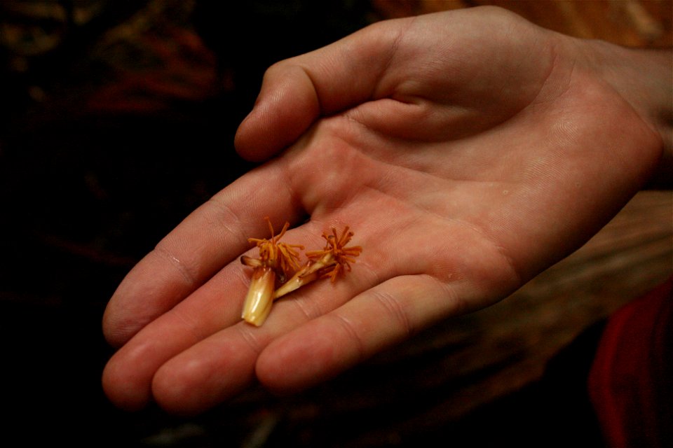 Male flowers of a Lodoicea maldivica ("Coco de mer") plant on the Seychelles islands, Mahe, Vallee de Mai
