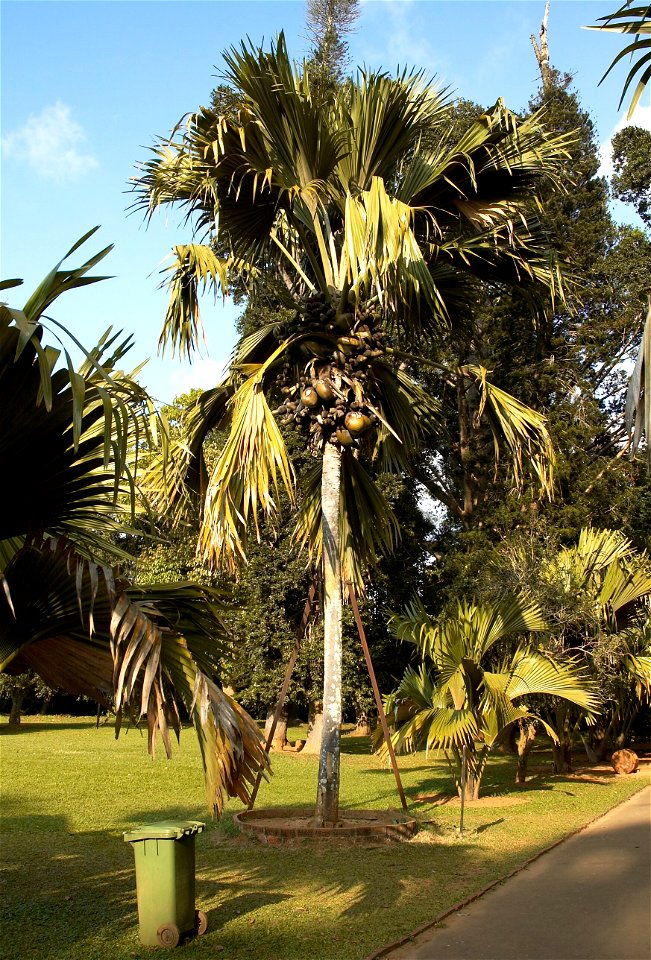 Coco de mer in the botanic garden at Peradenia, a suburb of Kandy (Sri Lanka).