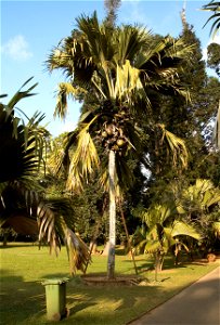 Coco de mer in the botanic garden at Peradenia, a suburb of Kandy (Sri Lanka).