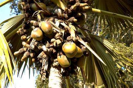 Lodoicea Maldivica, Coco de mer, in the botanic garden at Peradenia, a suburb of Kandy (Sri Lanka).