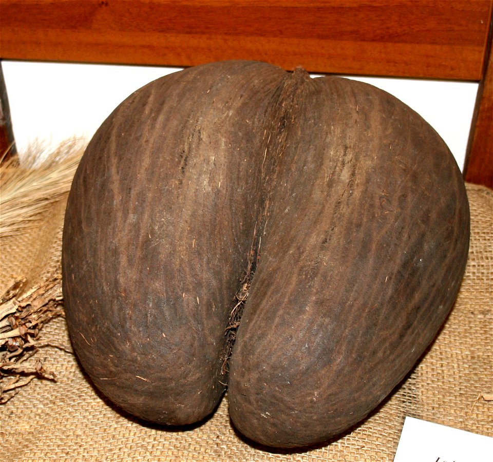 Seed of Lodoicea maldivica
semeno palmy Lodoicea maldivica
Prague Botanic garden
Date=January 2008

Author= Karelj