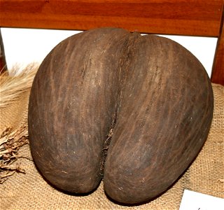 Seed of Lodoicea maldivica
semeno palmy Lodoicea maldivica
Prague Botanic garden
Date=January 2008

Author= Karelj