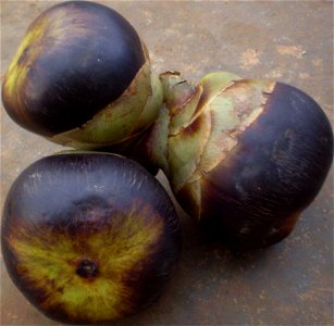 Fruits of Borassus flabellifer photo