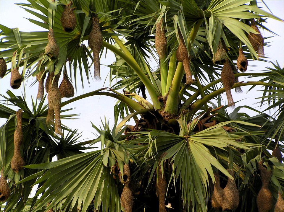 Beauty of nature in green Bangla

Nests of Weaver birds hanging from a palm tree.
