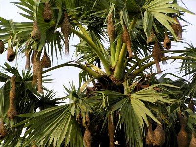 Beauty of nature in green Bangla Nests of Weaver birds hanging from a palm tree. photo