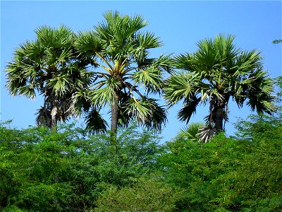 Palm Tree in Sundankottai,Tamilnadu,India photo