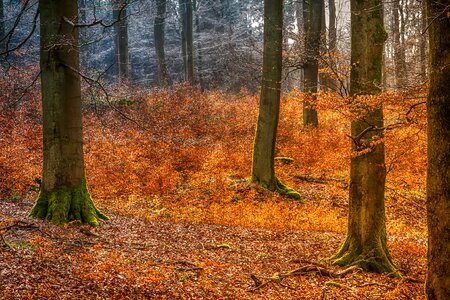 Nature season sunbeam photo