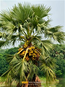 commonly known as doub palm, palmyra palm, tala or tal palm, toddy palm, wine palm or ice apple photo